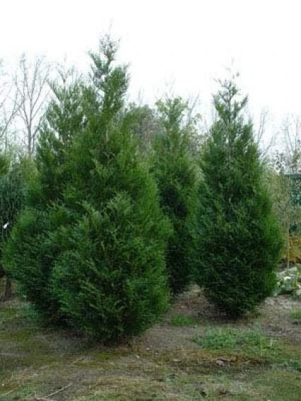 Levensboom (Thuja Plicata 'Atrovirens') 5 Levensboom (Thuja Plicata 'Atrovirens') - Afbeelding 3