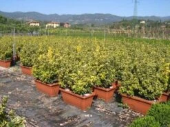 Kardinaalshoed Als Meeneemhaag (Euonymus Japonicus 'Aureus) -Groene Pracht 20090322111357 2 1