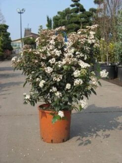 Groenblijvende Sneeuwbal (Viburnum Tinus 'Eve Price') 19 Groenblijvende Sneeuwbal (Viburnum Tinus 'Eve Price') -Groene Pracht 20091125113028 50 10