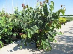 Chinese Judasboom (Cercis Chinensis 'Avondale') 20 Chinese Judasboom (Cercis Chinensis 'Avondale') -Groene Pracht 20091127153204 5