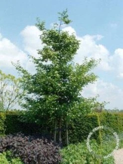 Meidoorn Als Boom (Crataegus Persimilis 'Splendens') 7 Meidoorn Als Boom (Crataegus Persimilis 'Splendens') -Groene Pracht 20091221124141 10