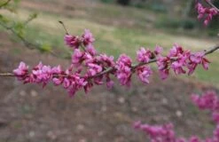 Chinese Judasboom (Cercis Chinensis 'Avondale') 13 Chinese Judasboom (Cercis Chinensis 'Avondale') -Groene Pracht 20091230142622 5