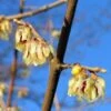 Winterzoet (Chimonanthus Praecox) 2 Winterzoet (Chimonanthus Praecox) -Groene Pracht 20091230153517 6 3 3