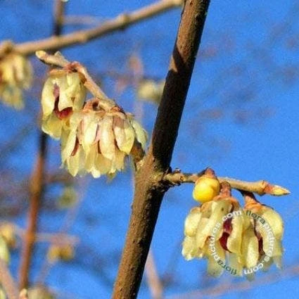 Winterzoet (Chimonanthus Praecox) 3 Winterzoet (Chimonanthus Praecox)