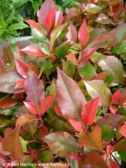 Glansmispel Op Stam (Photinia Fraseri 'Little Red Robin') 7 Glansmispel Op Stam (Photinia Fraseri 'Little Red Robin') -Groene Pracht 20100210093819 3