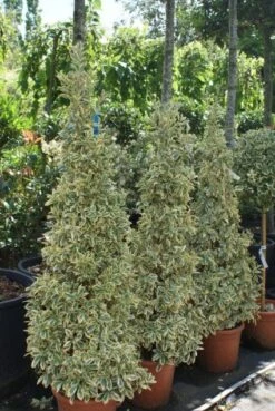 Kardinaalshoed Als Pyramide (Euonymus Japonicus 'Bravo') -Groene Pracht 20100712164204 3