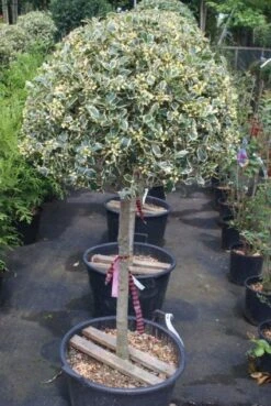 Hulst Op Stam (Ilex 'Argentea Marginata') -Groene Pracht 20100712171848 1