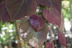 Judasboom Als Struik (Cercis Canadensis 'Forest Pansy') -Groene Pracht 20100720150724 6