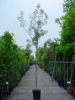 Mimosa Als Boom (Acacia Dealbata) -Groene Pracht 20100906111726 7