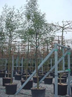 Mimosa Als Boom (Acacia Dealbata) -Groene Pracht 20100906111736 6