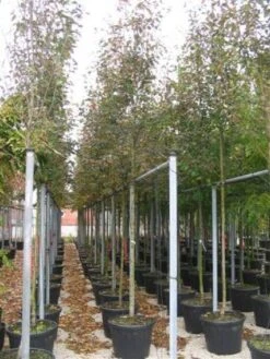 Krentenboom (Amelanchier Arborea 'Robin Hill') -Groene Pracht 20101209111140 10