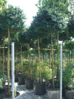 Camelia Als Boom (Camellia Sasanqua)