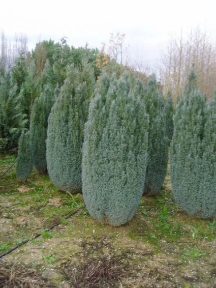 Cypres (Chamaecyparis Lawsoniana 'Ellwoodii') 4 Cypres (Chamaecyparis Lawsoniana 'Ellwoodii') - Afbeelding 2