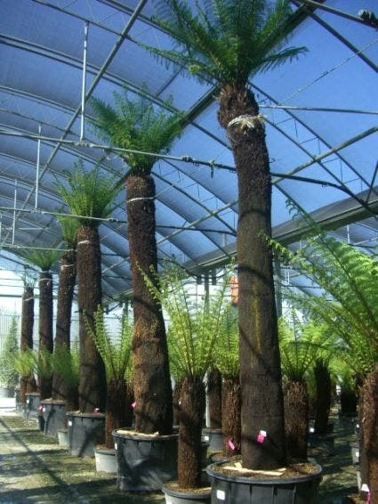 Boomvaren (Dicksonia Antarctica) 5 Boomvaren (Dicksonia Antarctica) - Afbeelding 3