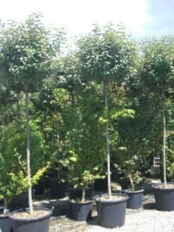 Olijfwilg Als Boom (Elaeagnus Pungens 'Maculata') -Groene Pracht 20101213140523 8