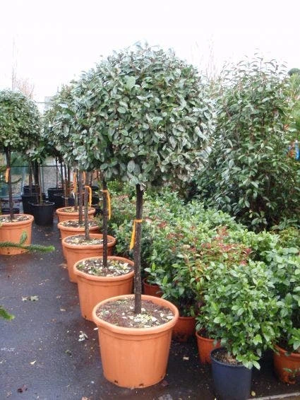 Olijfwilg Op Stam (Elaeagnus Ebbingei) 5 Olijfwilg Op Stam (Elaeagnus Ebbingei) - Afbeelding 3