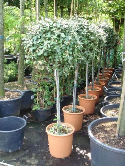 Olijfwilg Op Stam (Elaeagnus Ebbingei) 4 Olijfwilg Op Stam (Elaeagnus Ebbingei) - Afbeelding 2