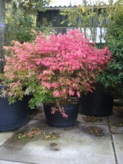 Kardinaalshoed (Euonymus Alatus) -Groene Pracht 20101213160900 55 11