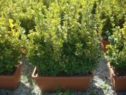 Kardinaalshoed Als Meeneemhaag (Euonymus Japonicus 'Aureus) 10 Kardinaalshoed Als Meeneemhaag (Euonymus Japonicus 'Aureus) -Groene Pracht 20101213162151 2