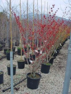 Toverhazelaar (Hamamelis Intermedia 'Diane') 11 Toverhazelaar (Hamamelis Intermedia 'Diane') -Groene Pracht 20101215122825 45 9