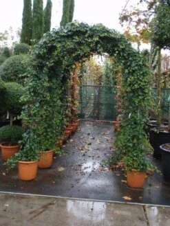 Klimop In Boogvorm (Hedera Hibernica) 9 Klimop In Boogvorm (Hedera Hibernica) -Groene Pracht 20101215125056 1