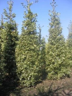 Hulst (Ilex Aquifolium 'Argentea Marginata') 13 Hulst (Ilex Aquifolium 'Argentea Marginata') -Groene Pracht 20101215153638 9