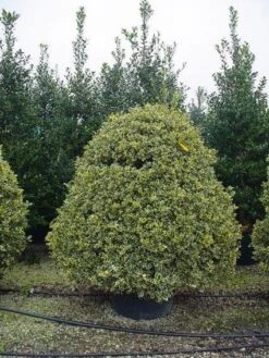 Bonte Hulst In Bolvrom (Ilex Aquifolium 'Silver Queen' )