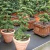 Japanse Hulst Als Bonsai (Ilex Crenata) -Groene Pracht 20101215155435 10