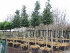 Hulst Als Boom (Ilex 'Nellie R. Stevens') -Groene Pracht 20101215170614 8