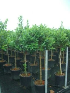 Hulst Op Stam (Ilex 'Nellie R Stevens') -Groene Pracht 20101215170902 1