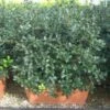 Hulst, Meeneemhaag (Ilex 'Nellie R Stevens') -Groene Pracht 20101215171143 1 1