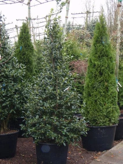 Amerikaanse Hulst (Ilex 'Nellie R Stevens') 4 Amerikaanse Hulst (Ilex 'Nellie R Stevens') - Afbeelding 2