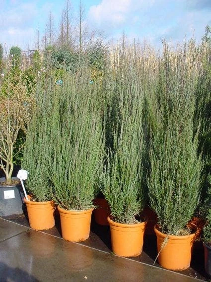 Jeneverbes (Juniperus Scopulorum 'Skyrocket') 5 Jeneverbes (Juniperus Scopulorum 'Skyrocket') - Afbeelding 3