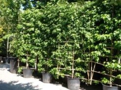 Amberboom Als Leivorm (Liquidambar Styraciflua 'Worplesdon') -Groene Pracht 20101217130845 2