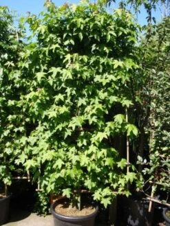 Amberboom Als Leivorm (Liquidambar Styraciflua) -Groene Pracht 20101217133819 3