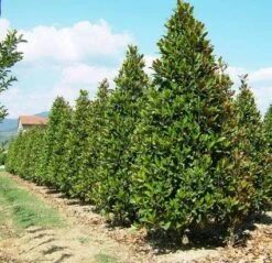 Magnolia (Magnolia Grandiflora 'Gallissoniere') 20 Magnolia (Magnolia Grandiflora 'Gallissoniere') -Groene Pracht 20101217150008 85 17