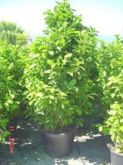 Beverboom (Magnolia Liliiflora 'Nigra') -Groene Pracht 20101217150734 13