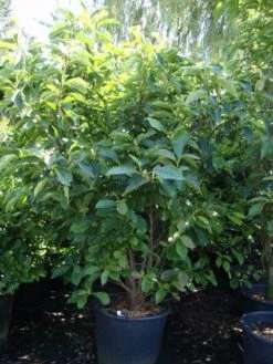 Beverboom (Magnolia Soulangeana) 17 Beverboom (Magnolia Soulangeana) -Groene Pracht 20101217150923 10