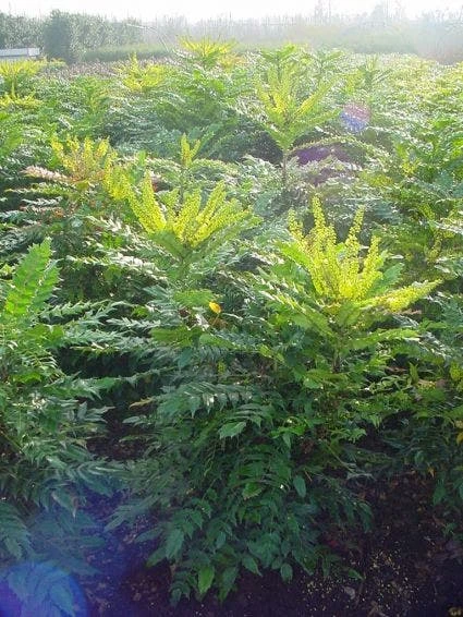 Mahoniestruik (Mahonia Media 'Winter Sun') 10 Mahoniestruik (Mahonia Media 'Winter Sun') - Afbeelding 8