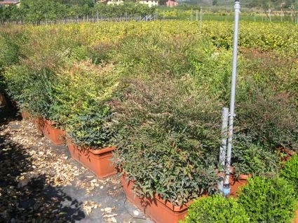 Hemelse Bamboe Als Meeneemhaag (Nandina Domestica) 3 Hemelse Bamboe Als Meeneemhaag (Nandina Domestica)