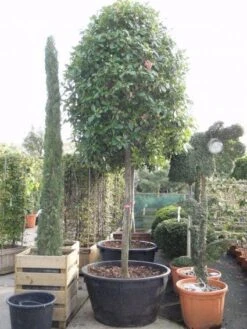 Glansmispel Als Boom (Photinia Fraseri 'Red Robin') -Groene Pracht 20101220152227 9