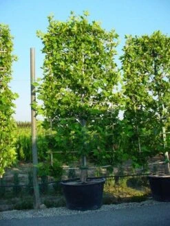 Plataan Als Leivorm (Platanus Hispanica) -Groene Pracht 20101221145019 2