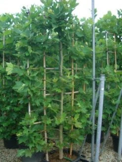 Plataan Als Leivorm (Platanus Hispanica) -Groene Pracht 20101221145030 2