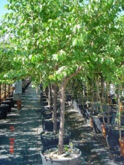 Amandelboom (Prunus Dulcis) 13 Amandelboom (Prunus Dulcis) -Groene Pracht 20101221155404 3