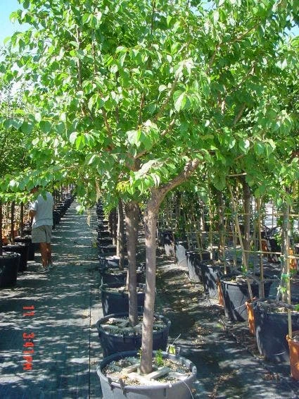 Amandelboom (Prunus Dulcis) 5 Amandelboom (Prunus Dulcis) - Afbeelding 3