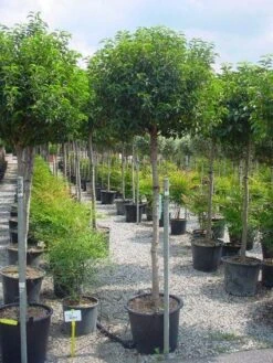 Portugese Laurier Op Stam (Prunus Lusitanica 'Angustifolia') 10 Portugese Laurier Op Stam (Prunus Lusitanica 'Angustifolia') -Groene Pracht 20101221164022 5