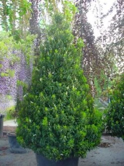 Portugese Laurier, Piramide (Prunus Lusitanica ) 9 Portugese Laurier, Piramide (Prunus Lusitanica ) -Groene Pracht 20101221164936 8