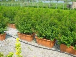 Portugese Laurier Als Meeneemhaag (Prunus Lusitanica)