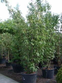 Sierkers, Struikvorm (Prunus Serrulata 'Kanzan') 11 Sierkers, Struikvorm (Prunus Serrulata 'Kanzan') -Groene Pracht 20101224132249 9