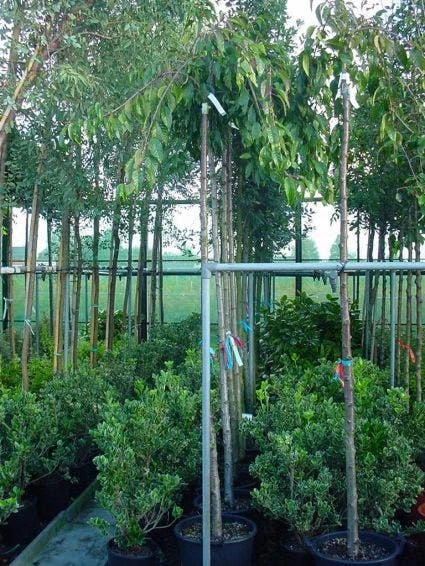 Japanse Treursierkers (Prunus 'Snow Fountain') 3 Japanse Treursierkers (Prunus 'Snow Fountain')